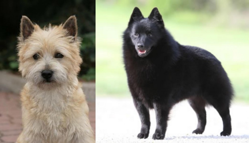 Schipperke vs Cairn Terrier - Breed Comparison