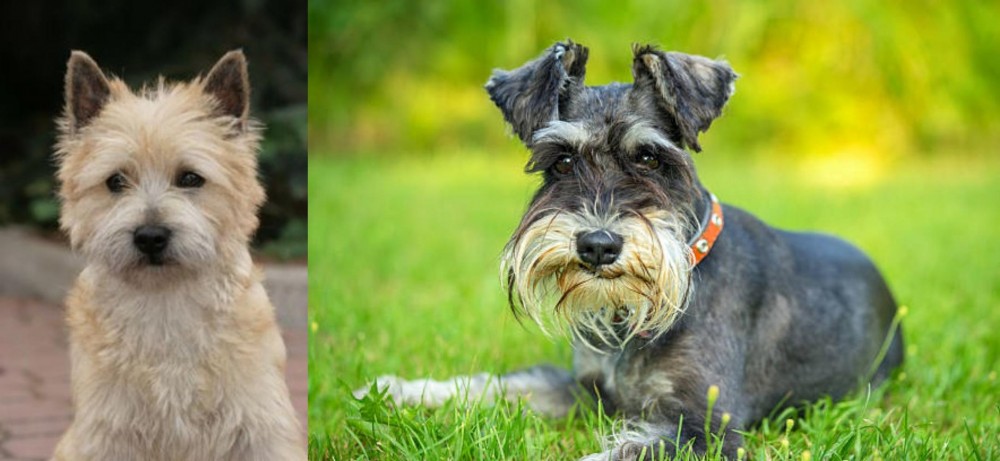Schnauzer vs Cairn Terrier - Breed Comparison