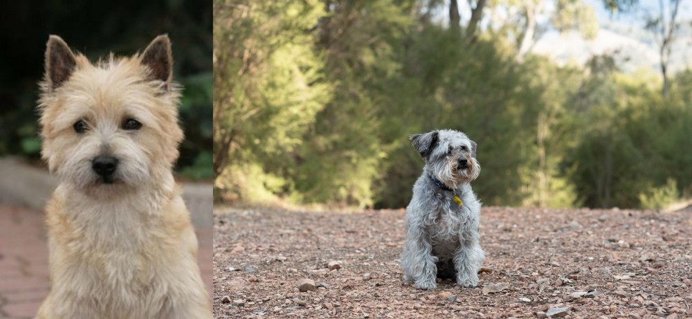 Schnoodle vs Cairn Terrier - Breed Comparison