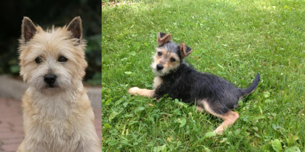 Schnorkie vs Cairn Terrier - Breed Comparison