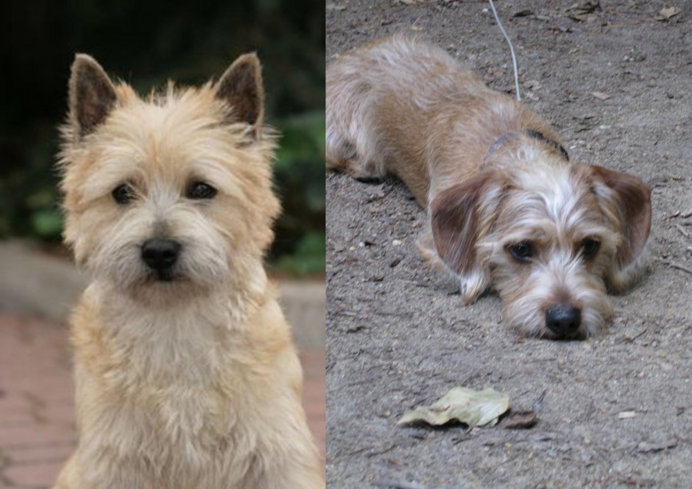 Schweenie vs Cairn Terrier - Breed Comparison