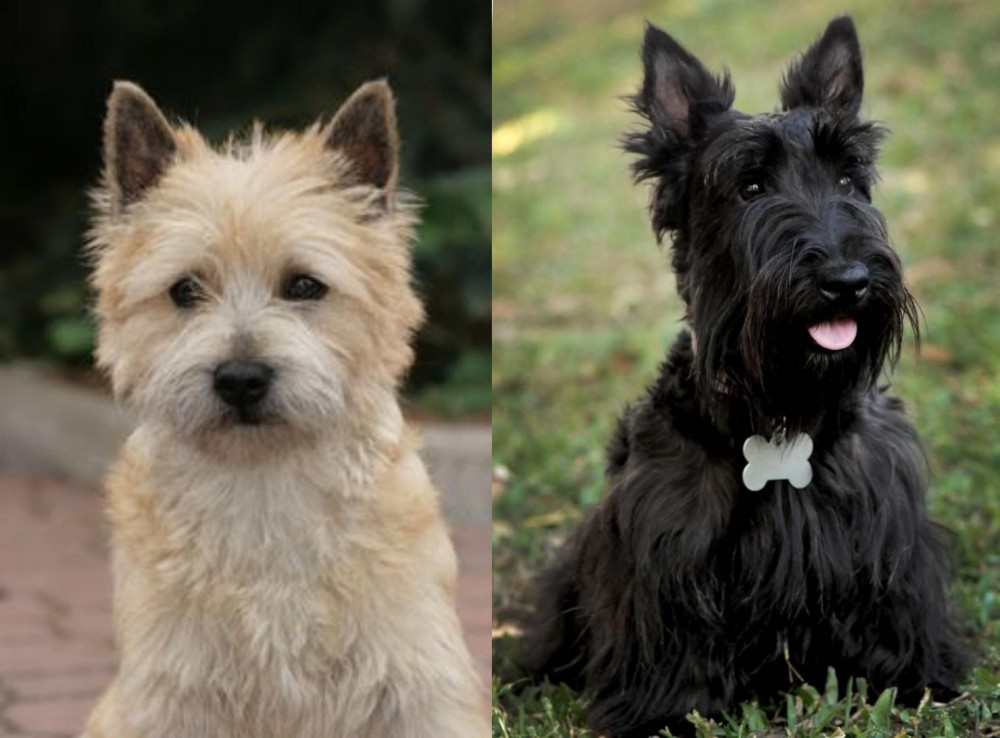 Scoland Terrier vs Cairn Terrier - Breed Comparison