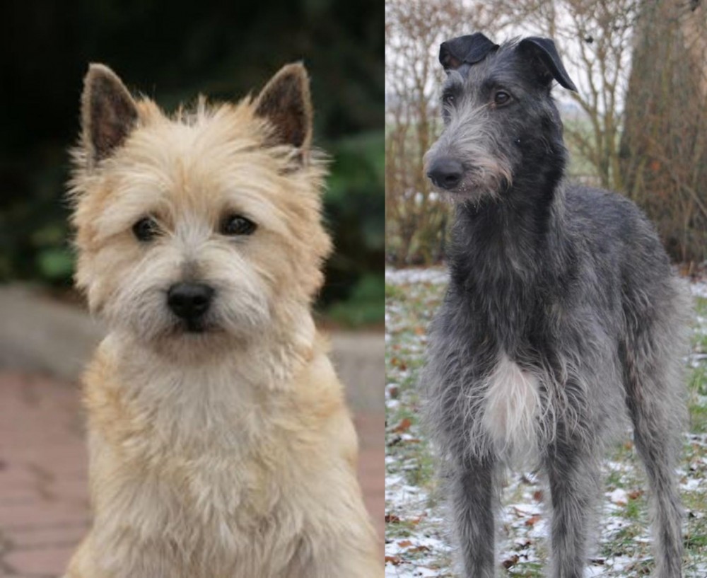 Scottish Deerhound vs Cairn Terrier - Breed Comparison