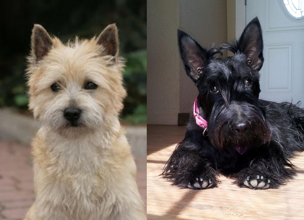 Scottish Terrier vs Cairn Terrier - Breed Comparison