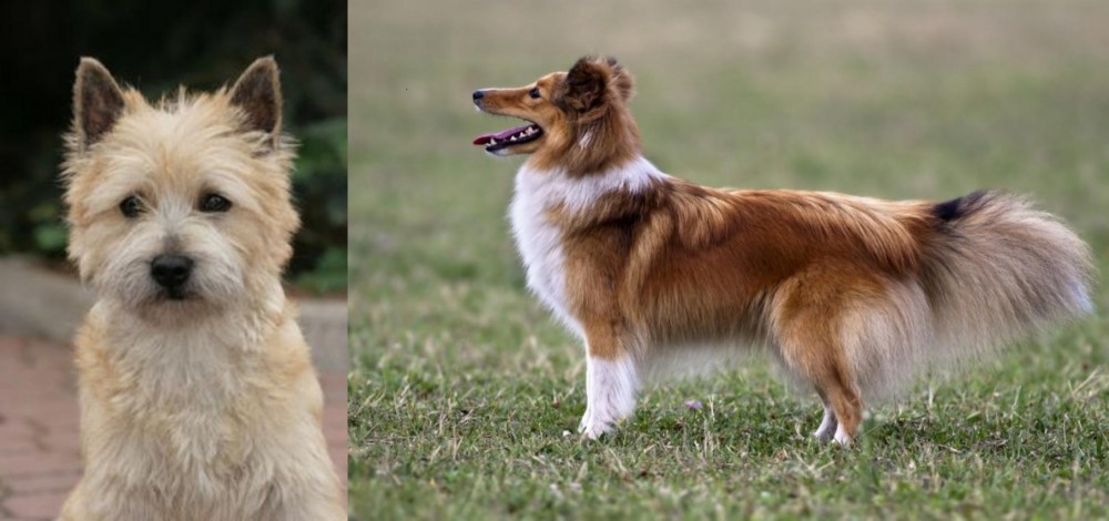 Shetland Sheepdog vs Cairn Terrier - Breed Comparison