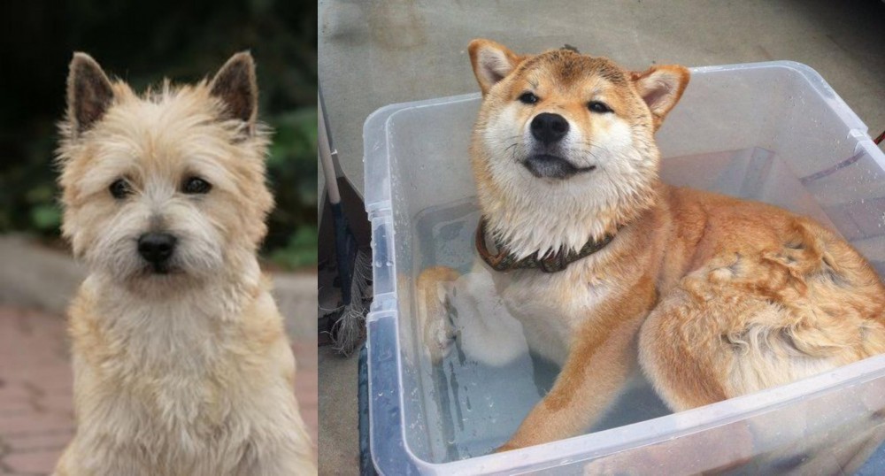 Shiba Inu vs Cairn Terrier - Breed Comparison