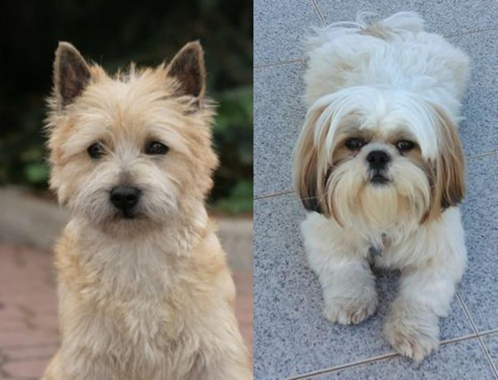 Shih Tzu vs Cairn Terrier - Breed Comparison
