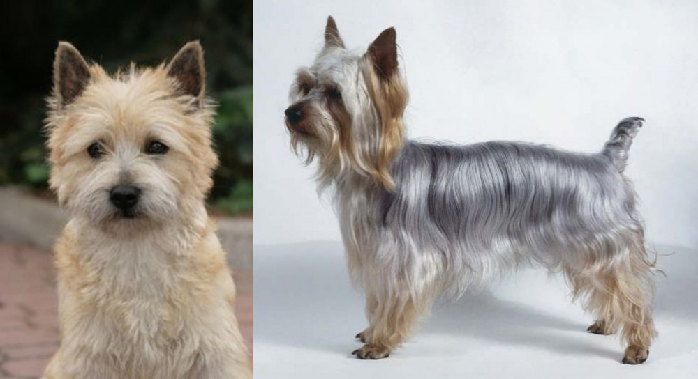 Silky Terrier vs Cairn Terrier - Breed Comparison