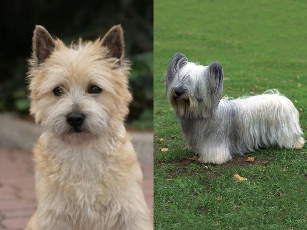 Skye Terrier vs Cairn Terrier - Breed Comparison