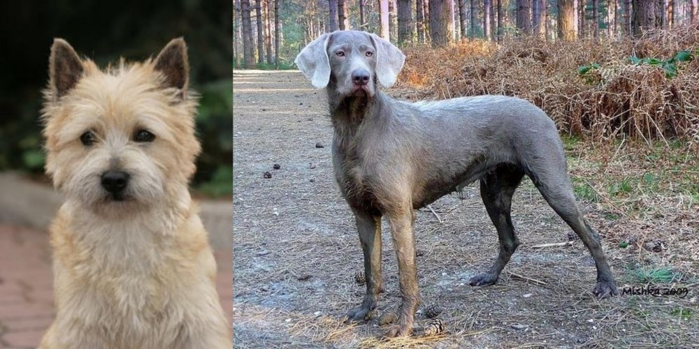 Slovensky Hrubosrsty Stavac vs Cairn Terrier - Breed Comparison
