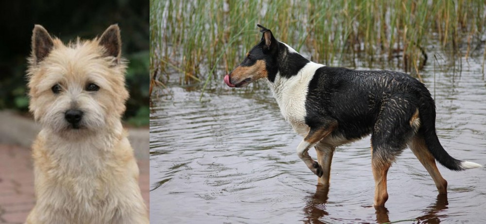 Smooth Collie vs Cairn Terrier - Breed Comparison