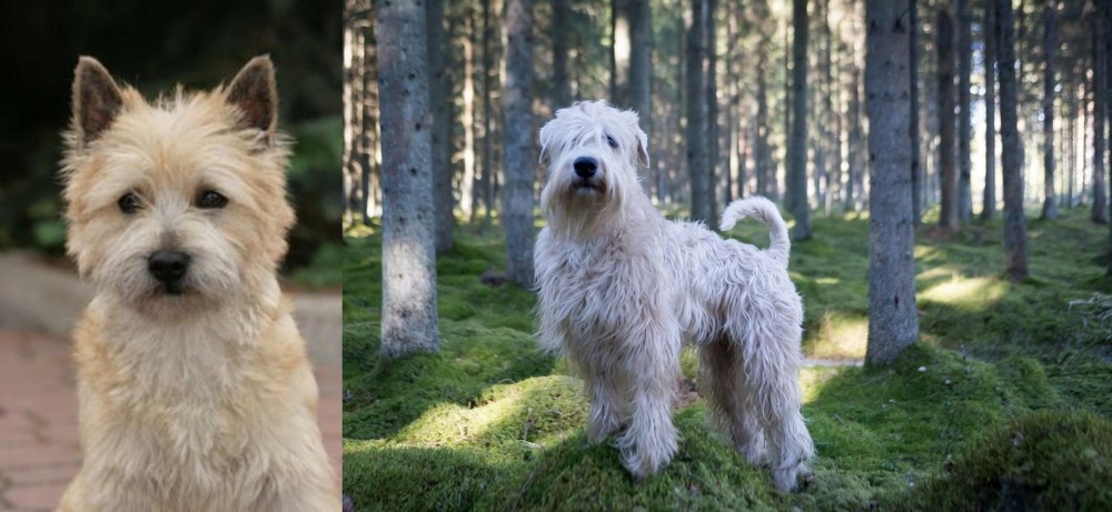 Soft-Coated Wheaten Terrier vs Cairn Terrier - Breed Comparison