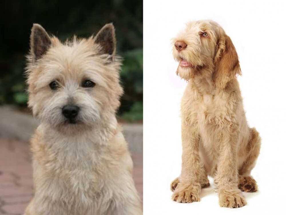 Spinone Italiano vs Cairn Terrier - Breed Comparison