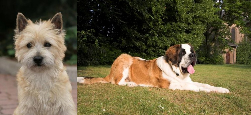 St. Bernard vs Cairn Terrier - Breed Comparison
