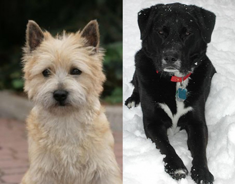 St. John's Water Dog vs Cairn Terrier - Breed Comparison