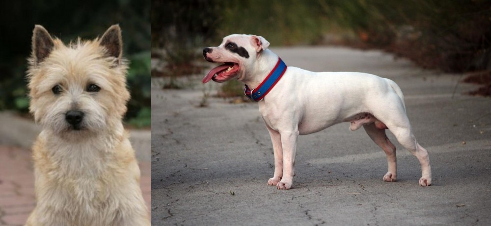 Staffordshire Bull Terrier vs Cairn Terrier - Breed Comparison