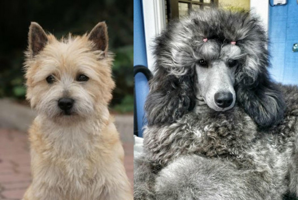 Standard Poodle vs Cairn Terrier - Breed Comparison