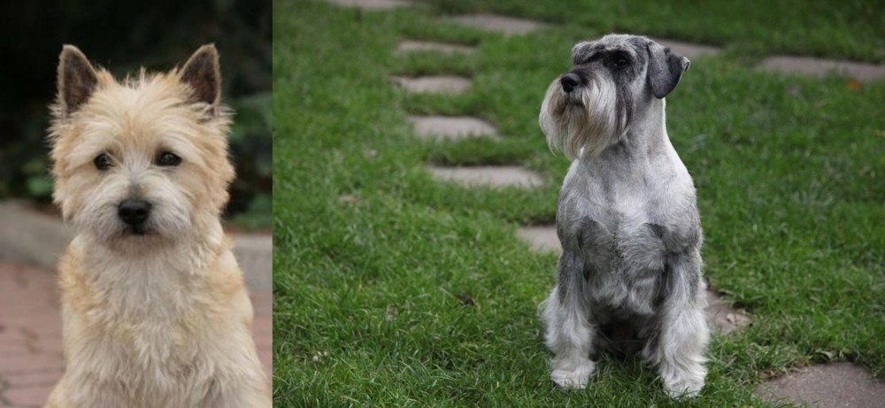 Standard Schnauzer vs Cairn Terrier - Breed Comparison