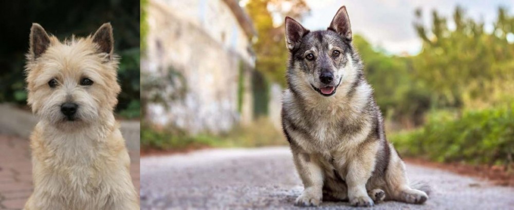 Swedish Vallhund vs Cairn Terrier - Breed Comparison