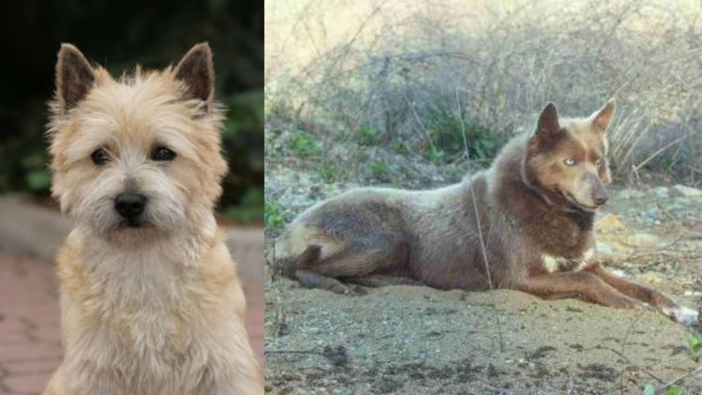 Tahltan Bear Dog vs Cairn Terrier - Breed Comparison