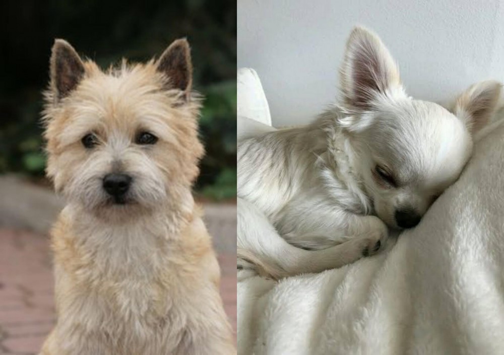 Tea Cup Chihuahua vs Cairn Terrier - Breed Comparison