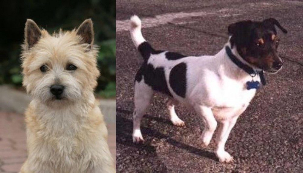 Teddy Roosevelt Terrier vs Cairn Terrier - Breed Comparison