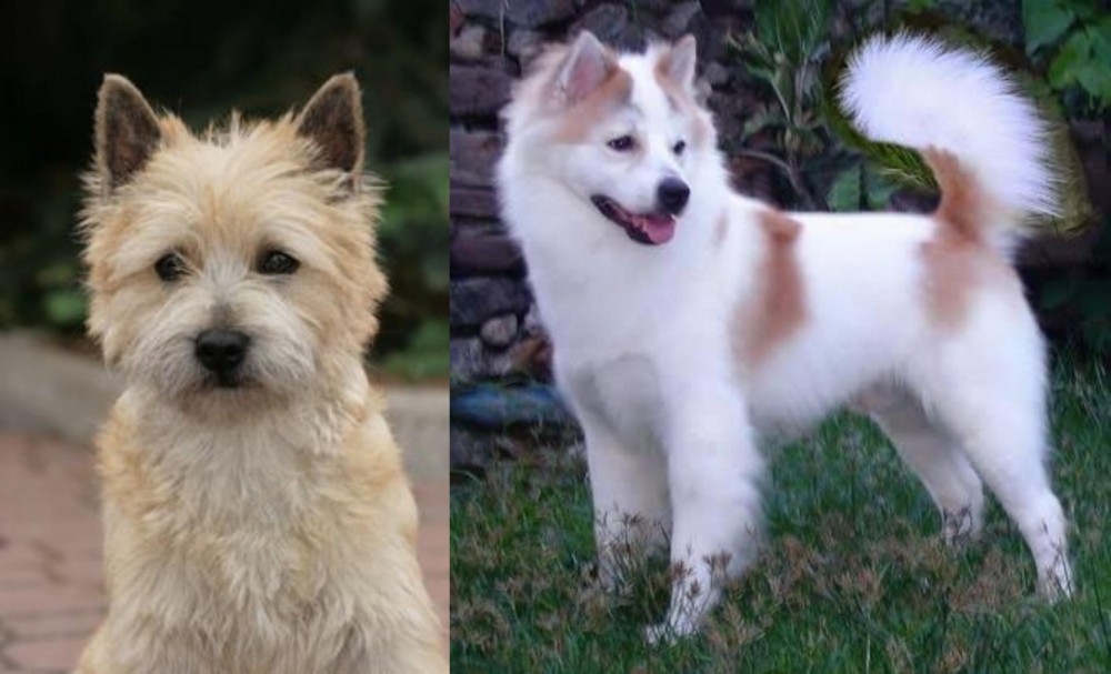 Thai Bangkaew vs Cairn Terrier - Breed Comparison