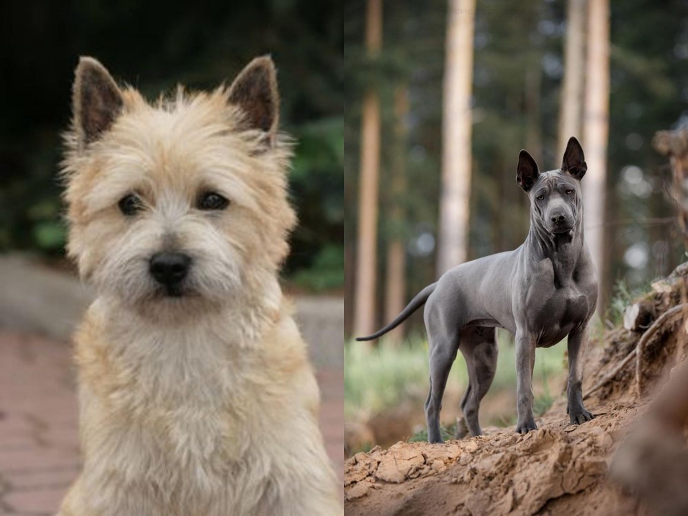 Thai Ridgeback vs Cairn Terrier - Breed Comparison