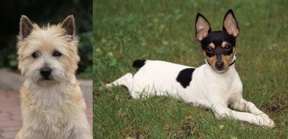Toy Fox Terrier vs Cairn Terrier - Breed Comparison