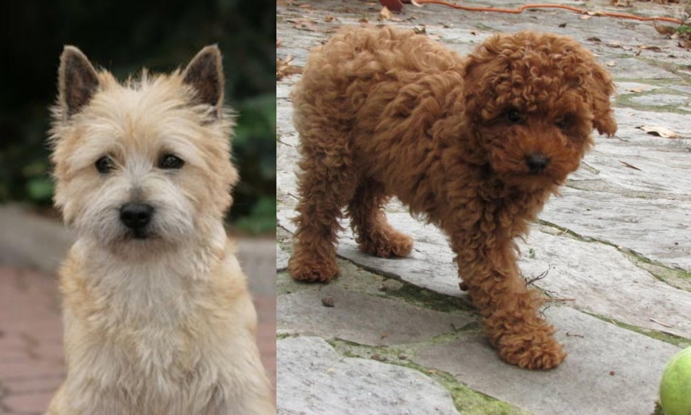 Toy Poodle vs Cairn Terrier - Breed Comparison