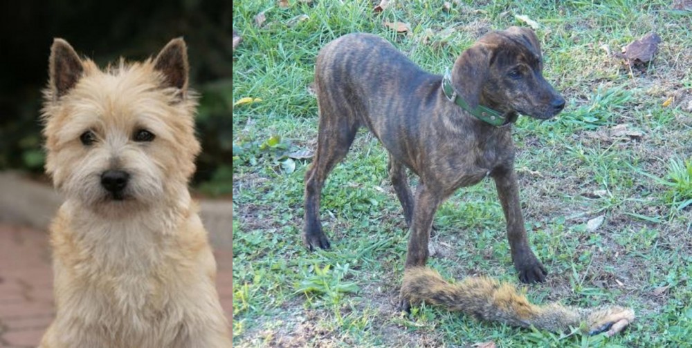 Treeing Cur vs Cairn Terrier - Breed Comparison