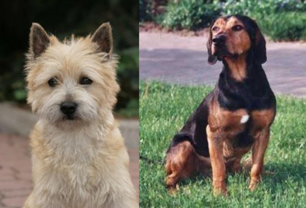 Tyrolean Hound vs Cairn Terrier - Breed Comparison