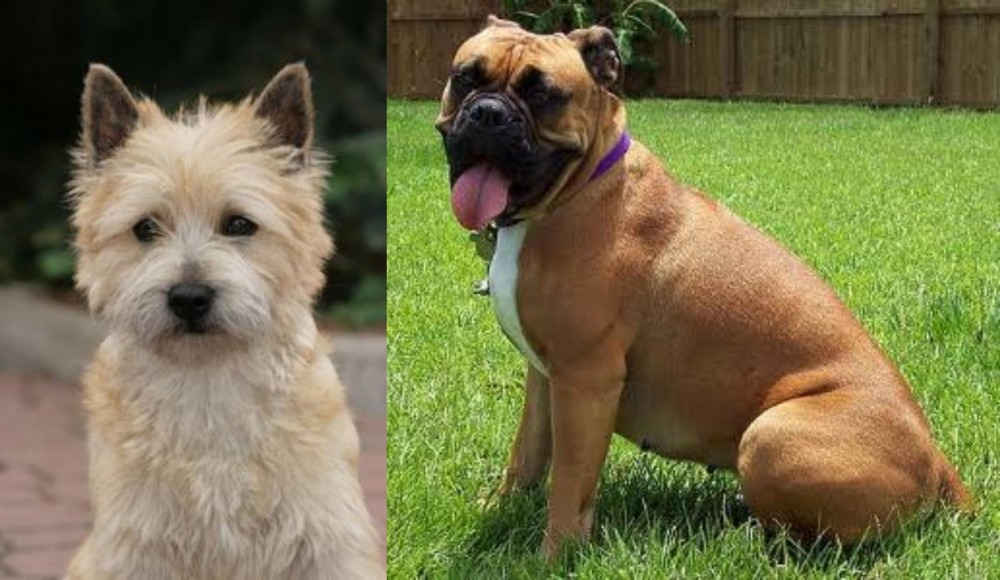 Valley Bulldog vs Cairn Terrier - Breed Comparison