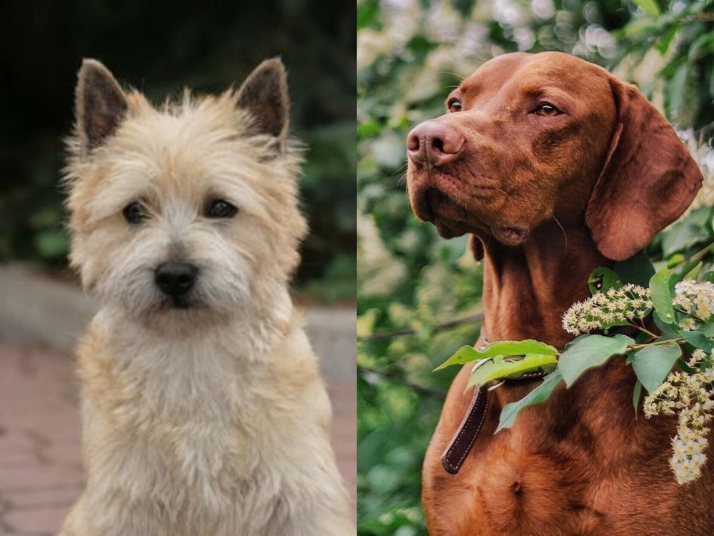 Vizsla vs Cairn Terrier - Breed Comparison