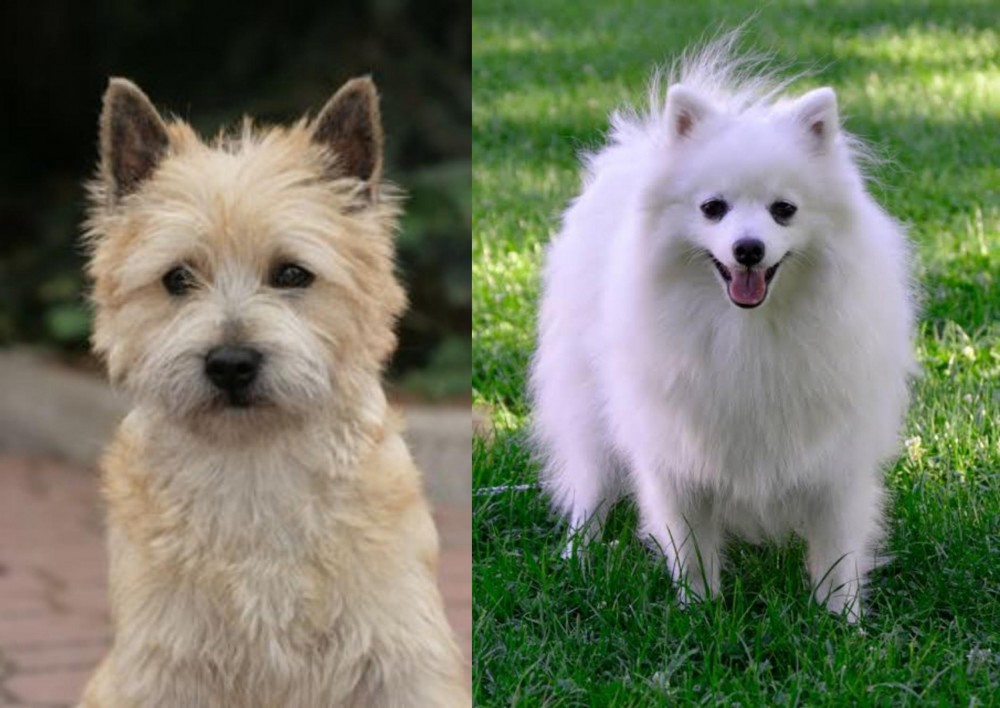 Volpino Italiano vs Cairn Terrier - Breed Comparison