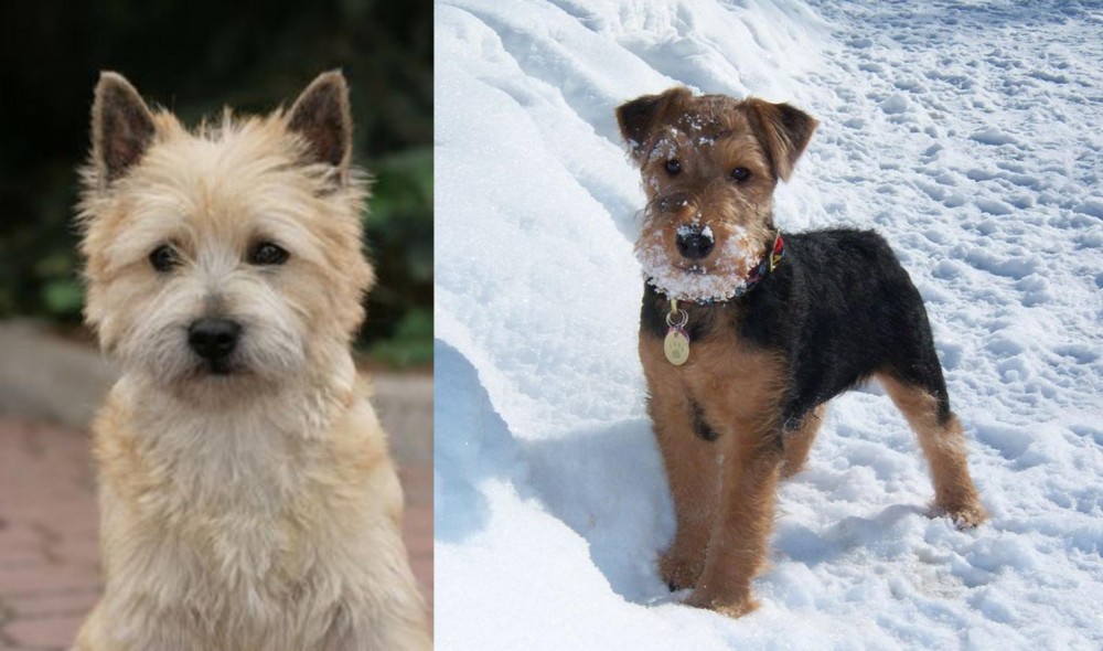 Welsh Terrier vs Cairn Terrier - Breed Comparison