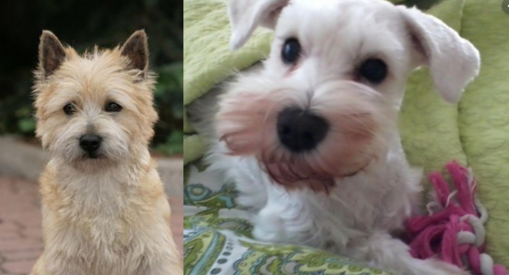 White Schnauzer vs Cairn Terrier - Breed Comparison