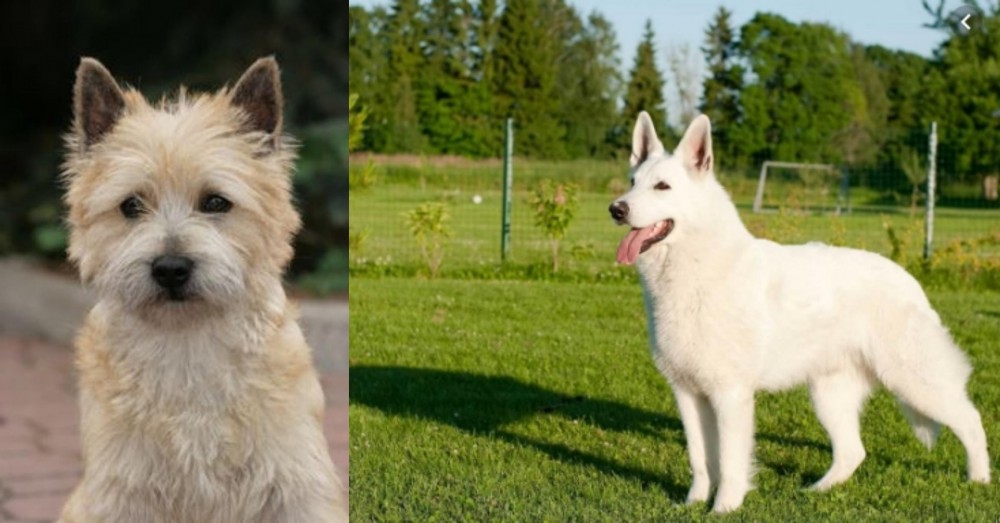 White Shepherd vs Cairn Terrier - Breed Comparison