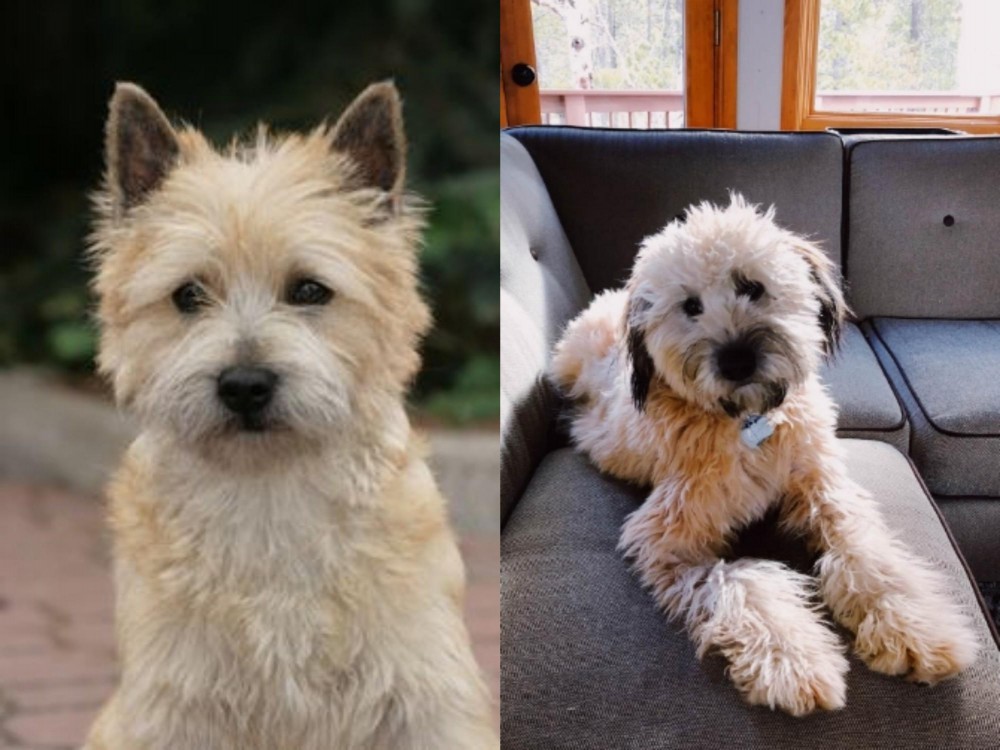 Whoodles vs Cairn Terrier - Breed Comparison