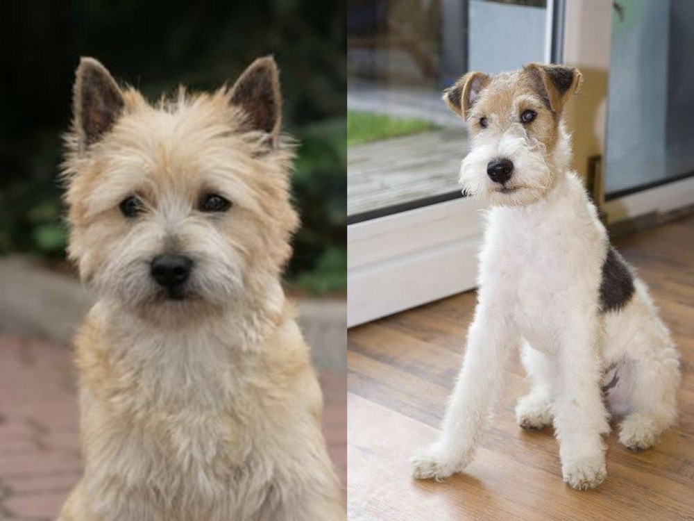 Wire Fox Terrier vs Cairn Terrier - Breed Comparison