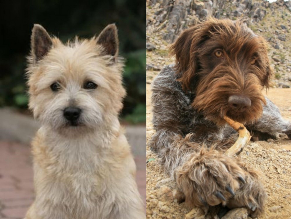 Wirehaired Pointing Griffon vs Cairn Terrier - Breed Comparison