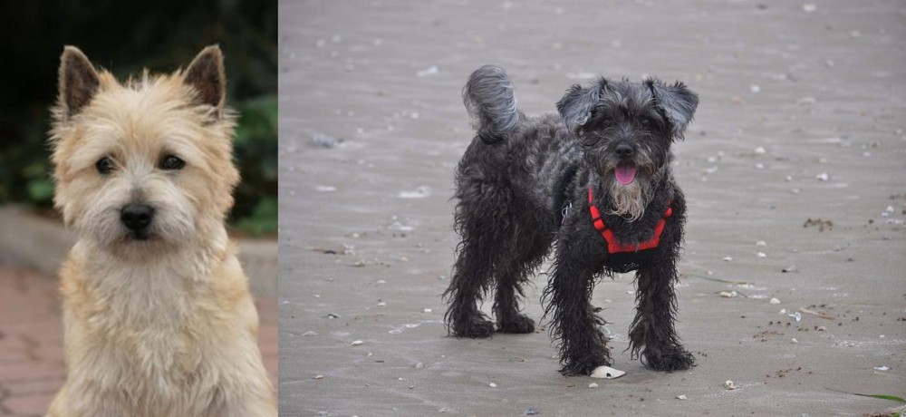 YorkiePoo vs Cairn Terrier - Breed Comparison