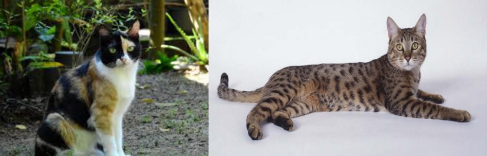 California Spangled Cat vs Calico - Breed Comparison