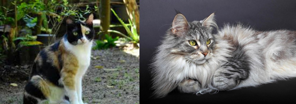 Domestic Longhaired Cat vs Calico - Breed Comparison
