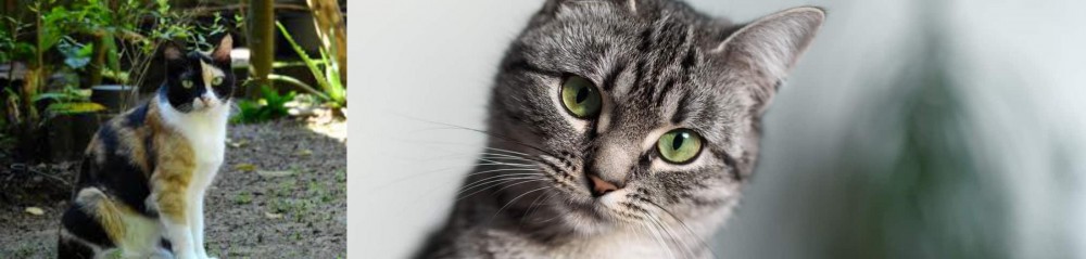 Domestic Shorthaired Cat vs Calico - Breed Comparison