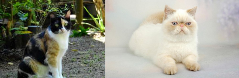 Exotic Shorthair vs Calico - Breed Comparison
