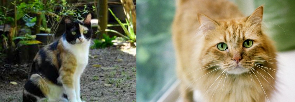 Ginger Tabby vs Calico - Breed Comparison