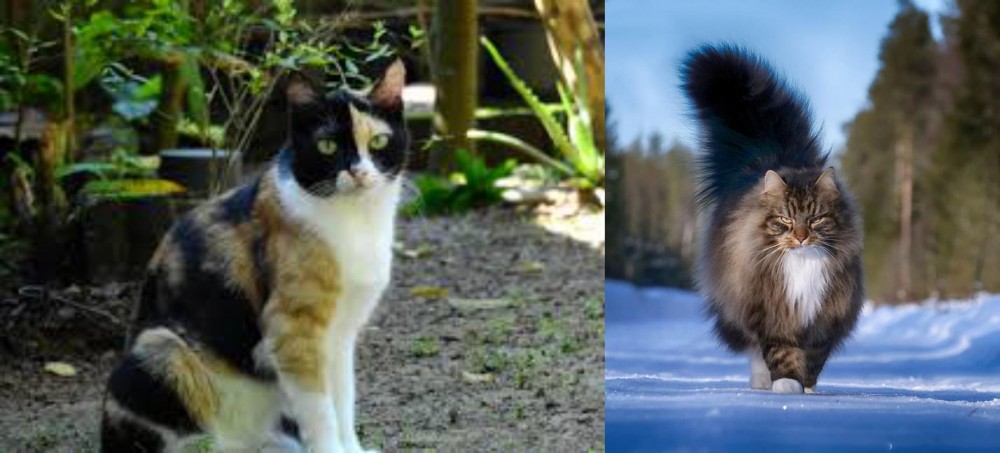 Norwegian Forest Cat vs Calico - Breed Comparison