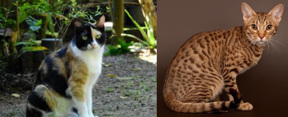 Ocicat vs Calico - Breed Comparison