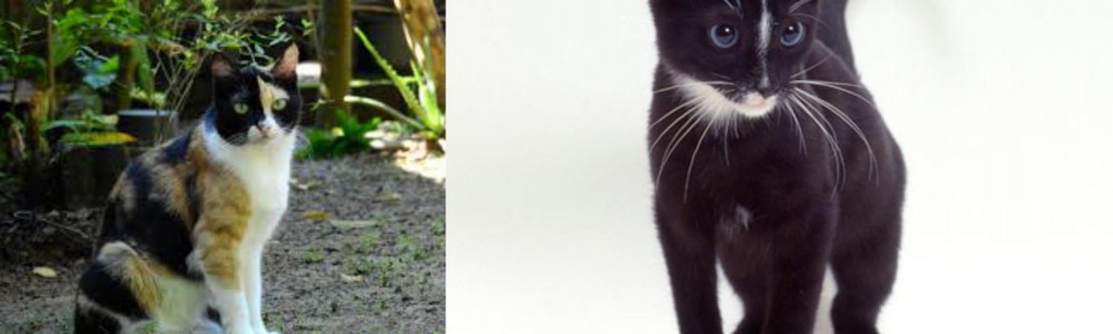 Ojos Azules vs Calico - Breed Comparison